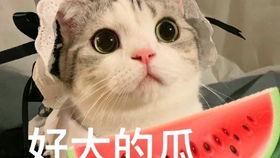 网红吃瓜胖子图片搞笑大全,笑料横飞,欢乐无限 第1张 网红吃瓜胖子图片搞笑大全,笑料横飞,欢乐无限 第1张